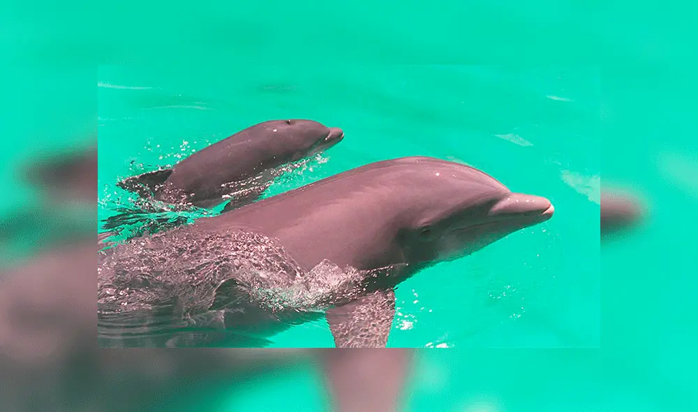 Delfines. Foto: AFP Delfines. Foto: AFP