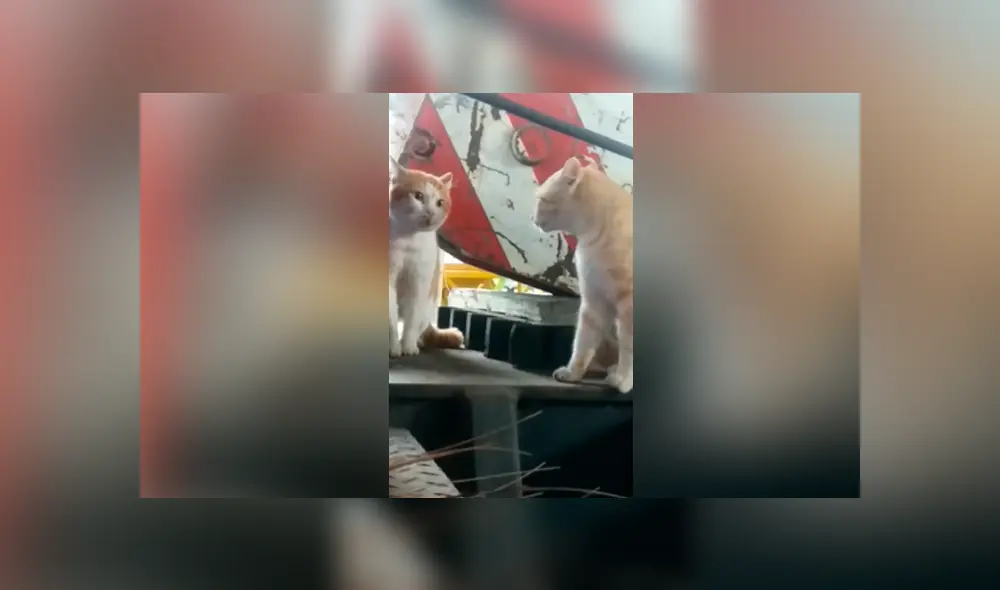 YouTube viral: gato piensa que está frente a un espejo, pero se lleva una tremenda sorpresa YouTube viral: gato piensa que está frente a un espejo, pero se lleva una tremenda sorpresa