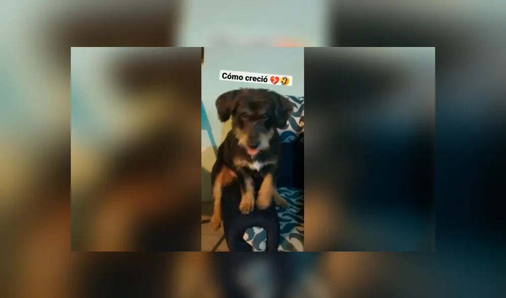Desliza las imágenes para conocer la verdadera raza de un perro que supuestamente era un rottweiler. Desliza las imágenes para conocer la verdadera raza de un perro que supuestamente era un rottweiler.