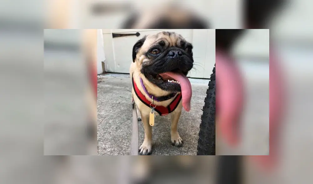 Se conocían casos de gatos domésticos contagiados y se creía que los perros eran más resistentes al coronavirus.