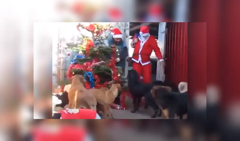 Facebook: Perros de albergue son sorprendidos por hombre disfrazado de Papá Noel
