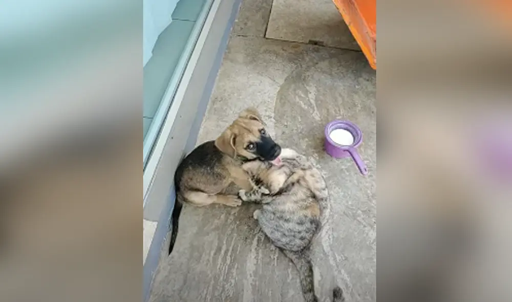 Desliza hacia la izquierda para ver las imágenes del video viral. Foto: captura de YouTube.