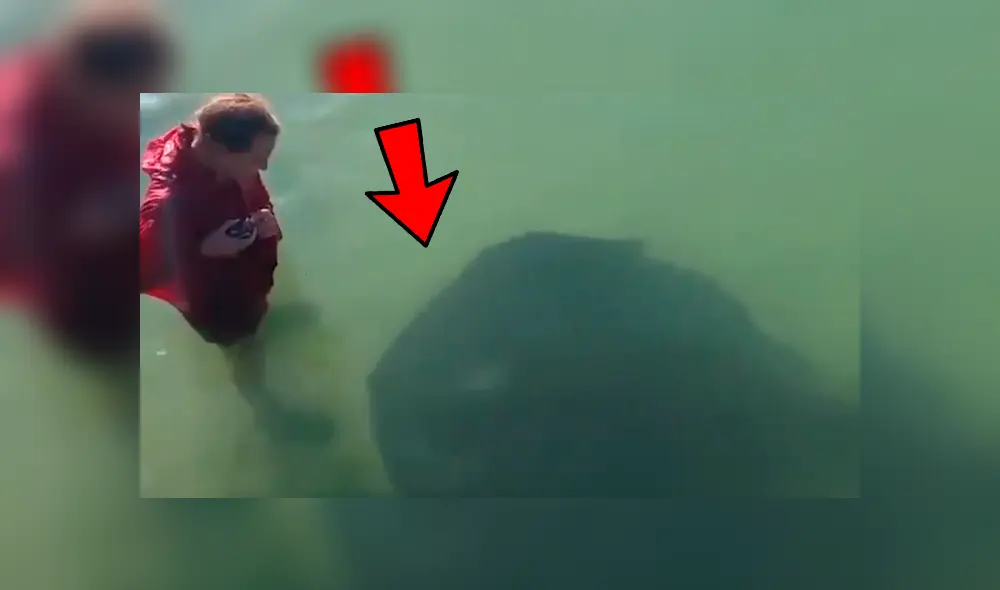 YouTube viral: chico ingresa a playa y se topa con gigantesca criatura marina [VIDEO] 