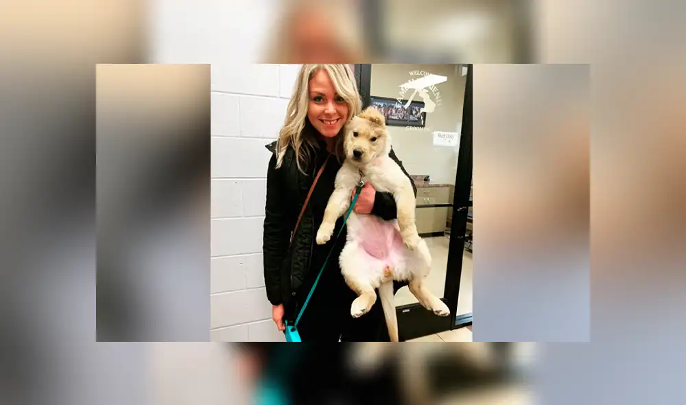 A través de Facebook se ha vuelto viral la historia de Rae, la perrita 'unicornio'.