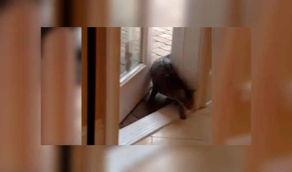 En YouTube, un travieso gato utilizó sus patas delanteras para mover la manija e ingresar a su casa a escondidas. En YouTube, un travieso gato utilizó sus patas delanteras para mover la manija e ingresar a su casa a escondidas.