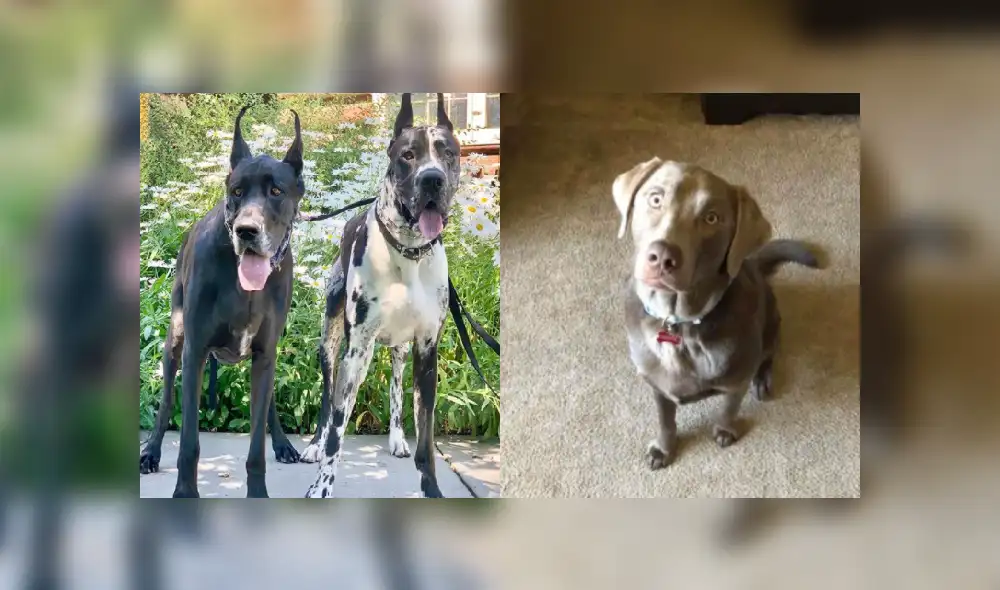 Desliza hacia la izquierda para ver más detalles sobre esta peculiar escena que es viral en las redes sociales. (Foto: captura / Facebook)