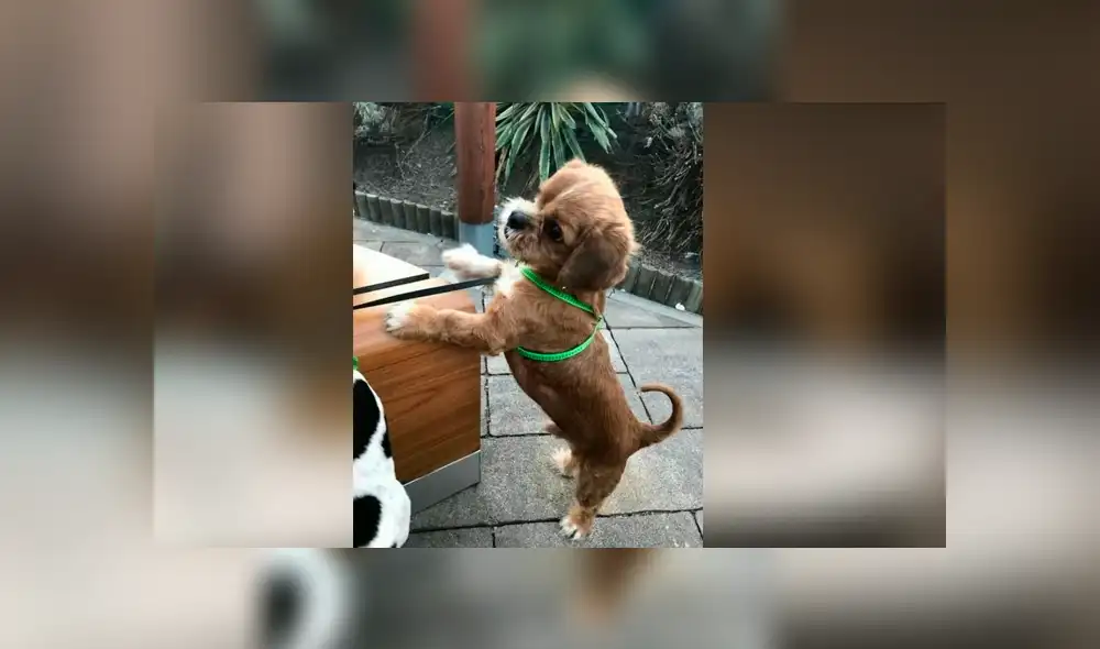 Facebook viral: mujer rescata a perro, le cura sus heridas y ahora tiene un cambio radical [FOTOS]