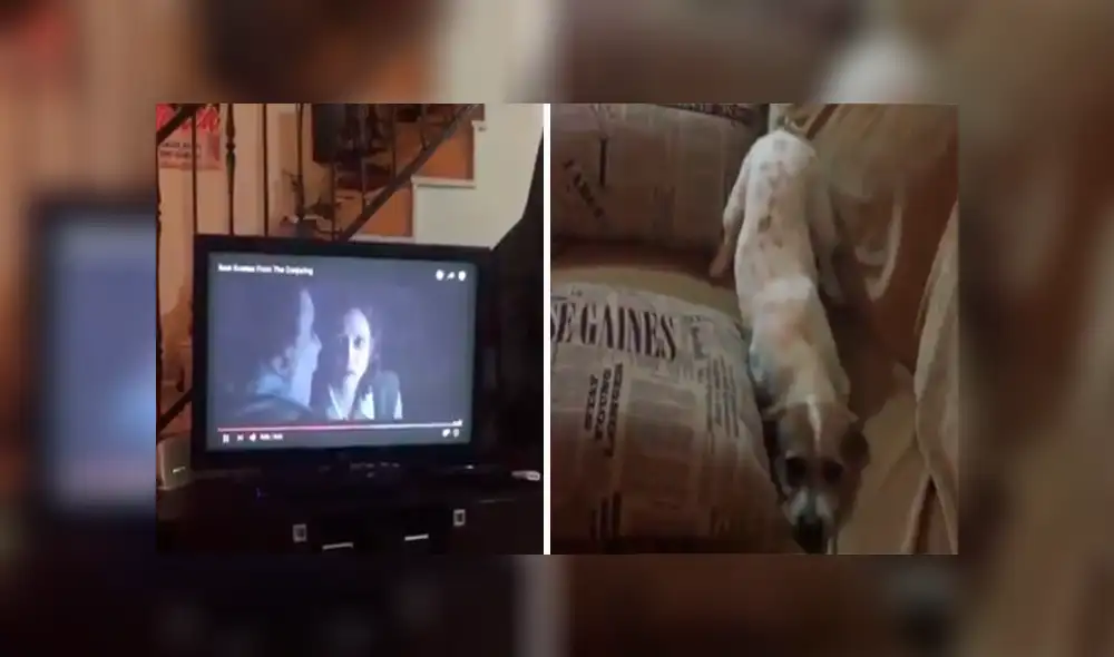 Desliza las imágenes hacia la izquierda para apreciar la reacción de un perro tras mirar películas de terror. Desliza las imágenes hacia la izquierda para apreciar la reacción de un perro tras mirar películas de terror.