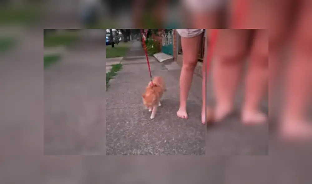 Vía YouTube. Joven sacó a su felino para dar una caminata atado a una correa, sin imaginar la insólita conducta que tendría este al negarse a caminar Vía YouTube. Joven sacó a su felino para dar una caminata atado a una correa, sin imaginar la insólita conducta que tendría este al negarse a caminar