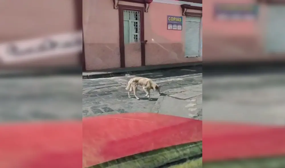 Desliza las imágenes para conocer la historia de un perro que consiguió un nuevo hogar al acogido de la calle. Foto: Captura de Facebook