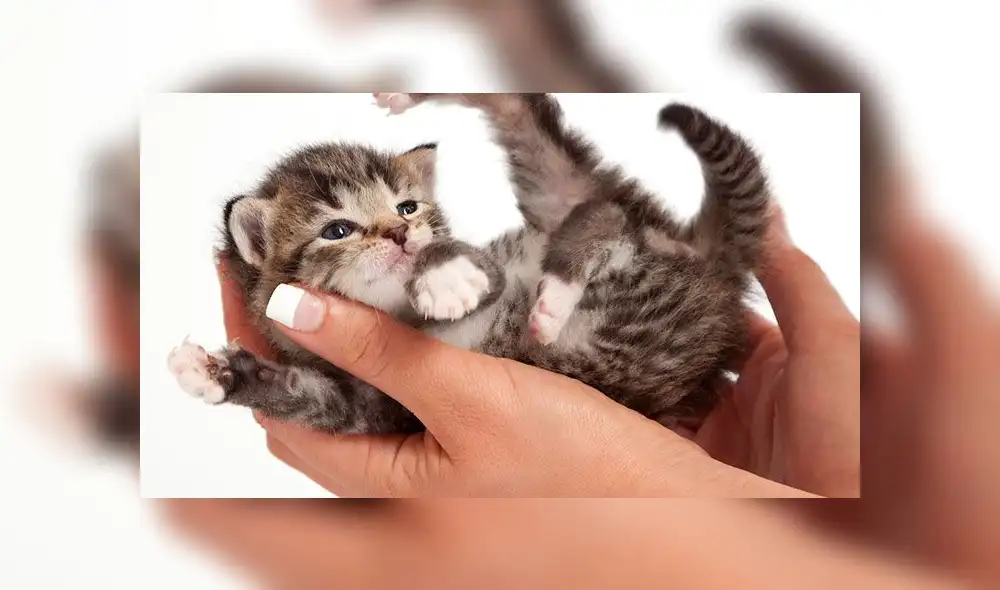 Los gatos prefieren a los humanos antes que a la comida, según estudio