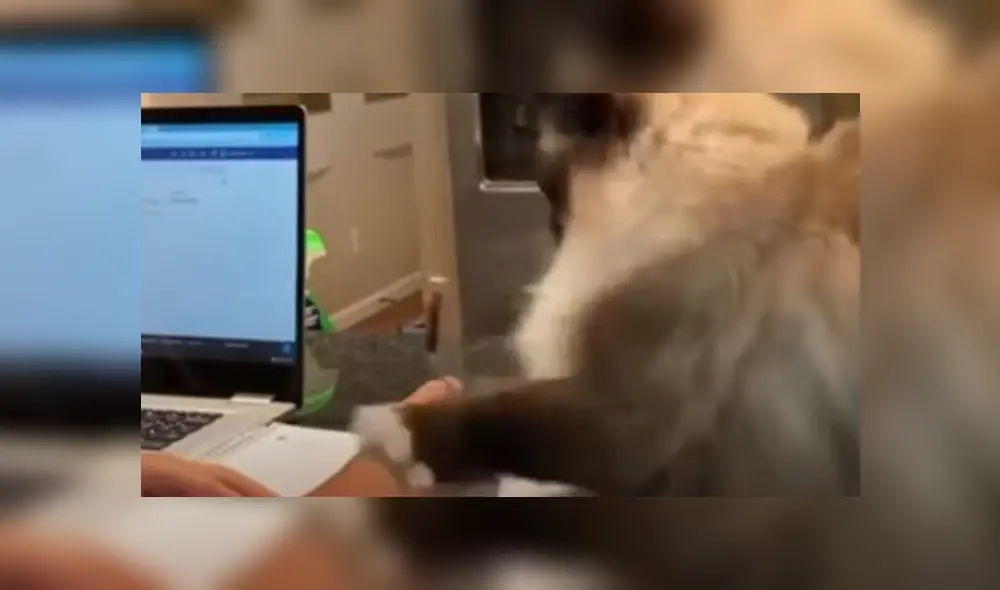 Video es viral en TikTok. El felino tuvo una furiosa reacción para llamar la atención de un niño, luego de que este lo ignorara para hacer sus tareas escolares. Video es viral en TikTok. El felino tuvo una furiosa reacción para llamar la atención de un niño, luego de que este lo ignorara para hacer sus tareas escolares.