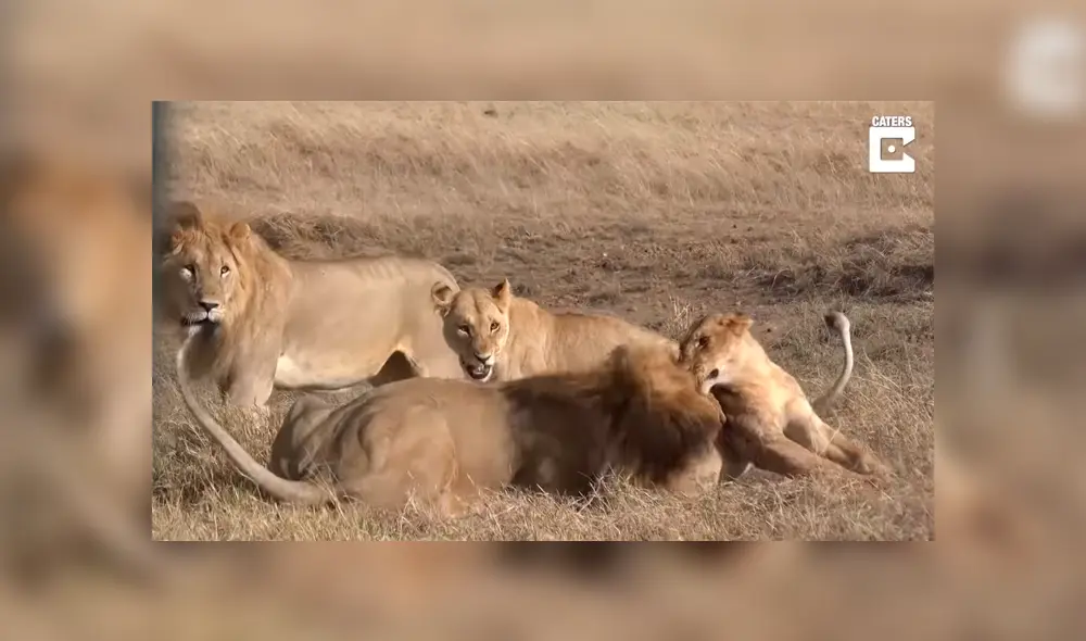 YouTube viral: León ‘macho alfa’ destruye columna de aprendiz que intentó quitarse su presa [VIDEO] 