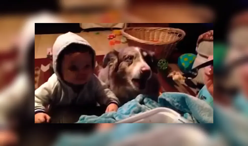 Video es viral en YouTube. El astuto can sorprendió a todos con una inesperada reacción cuando su dueña le daba de comer a su bebé de nueve meses Video es viral en YouTube. El astuto can sorprendió a todos con una inesperada reacción cuando su dueña le daba de comer a su bebé de nueve meses