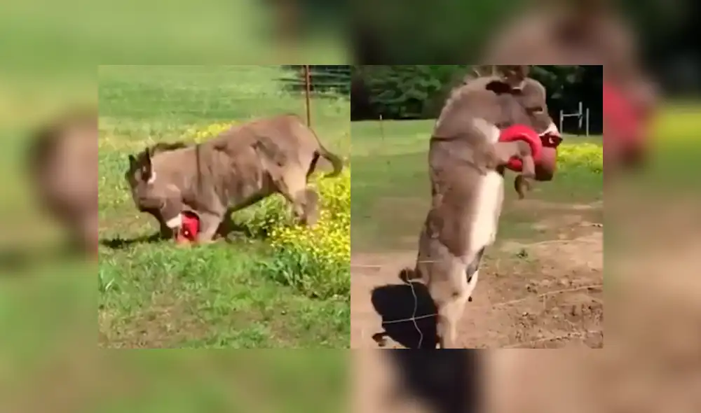 YouTube viral: Burro se comporta como tierno perrito cuando le lanzan una pelota [VIDEO]