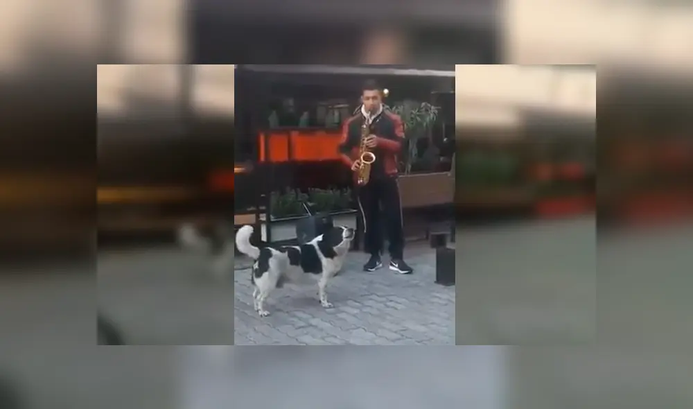 Video es viral en Facebook. El can sorprendió a varias personas que pasaban por el lugar por su singular conducta al toparse con un músico callejero Video es viral en Facebook. El can sorprendió a varias personas que pasaban por el lugar por su singular conducta al toparse con un músico callejero