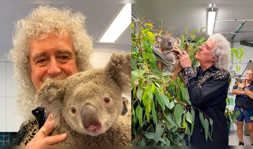 Brian May, koalas, incendios en Australia