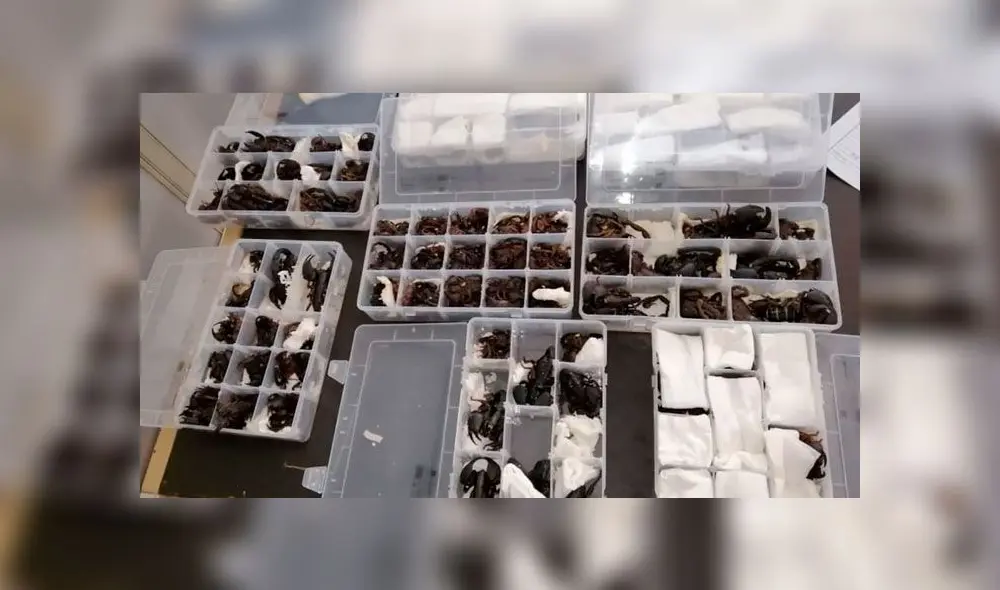 Hombre intentó contrabandear 200 escorpiones vivos en su equipaje Hombre intentó contrabandear 200 escorpiones vivos en su equipaje
