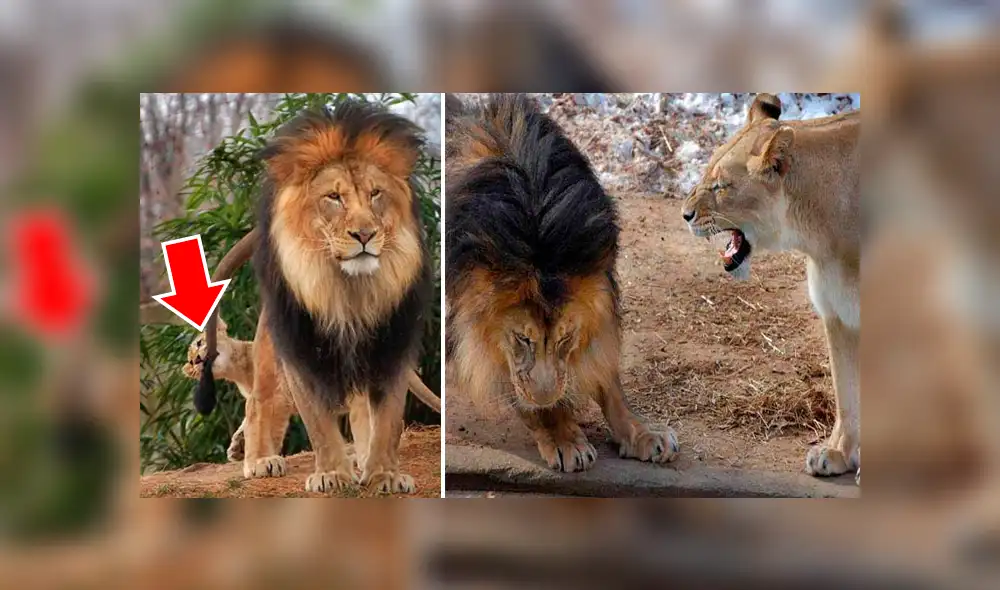 YouTube viral: León golpea a su cachorro, pero la madre lo descubre y le da su merecido [VIDEO] 