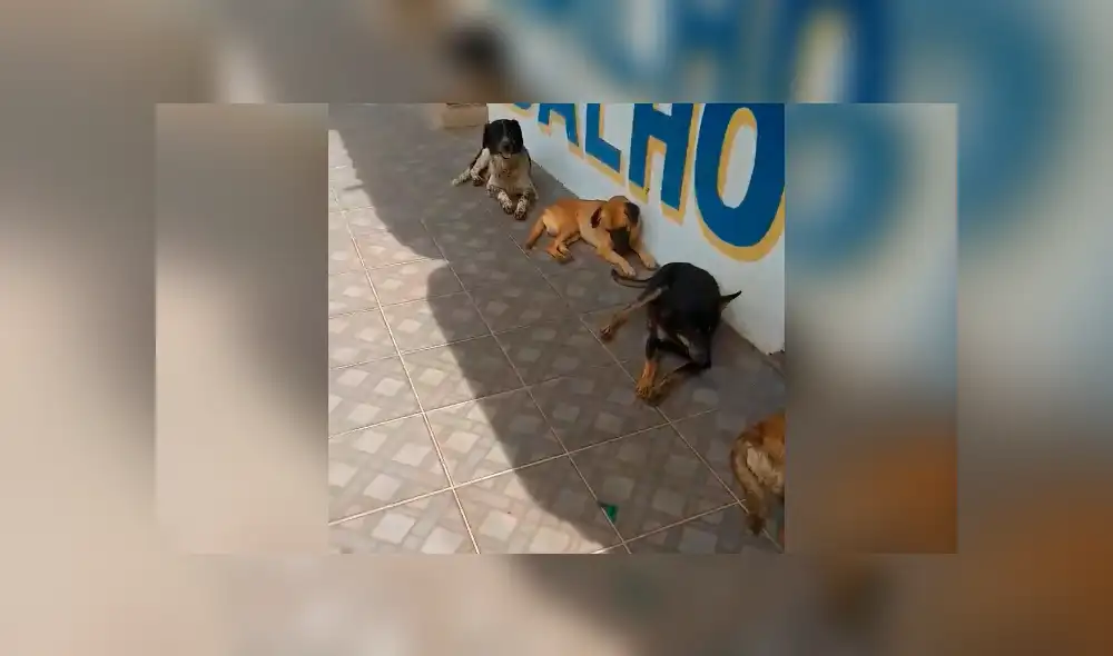Facebook viral: la disciplina de estos perros callejeros para hacer cola y recibir su comida sorprende en redes Facebook viral: la disciplina de estos perros callejeros para hacer cola y recibir su comida sorprende en redes