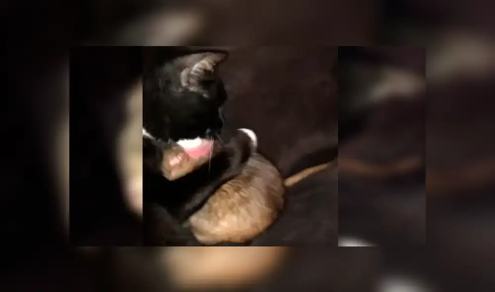 La insólita relación entre el felino y el roedor ha dejado a más de uno con la boca abierta La insólita relación entre el felino y el roedor ha dejado a más de uno con la boca abierta