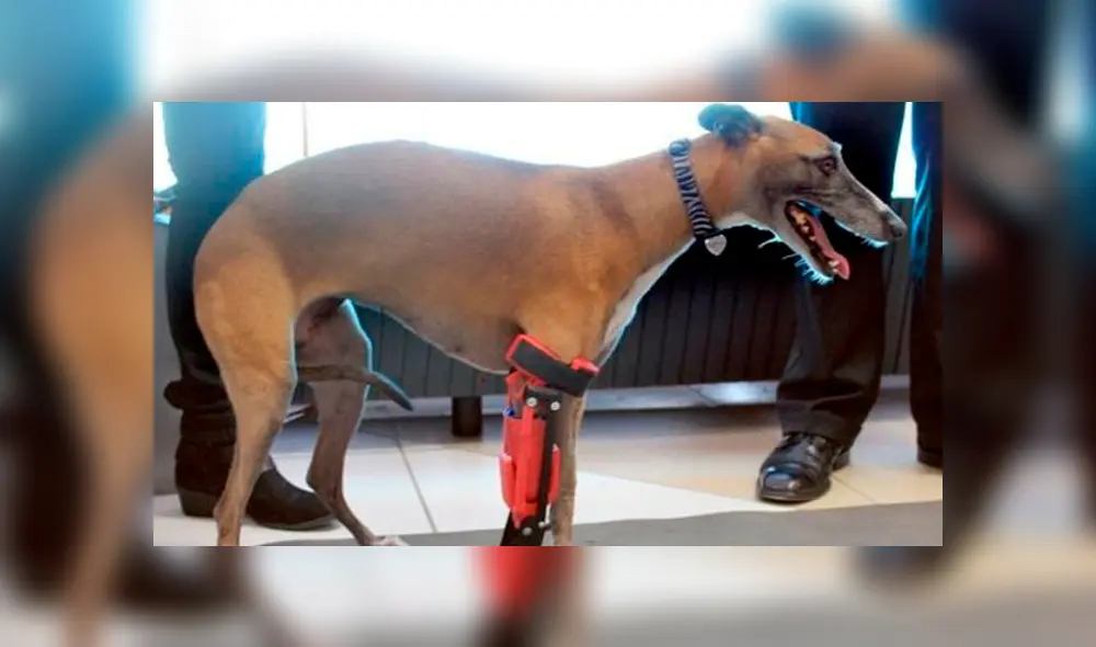 Los perritos lucen recuperados y pueden caminar. Foto: Twitter. Los perritos lucen recuperados y pueden caminar. Foto: Twitter.