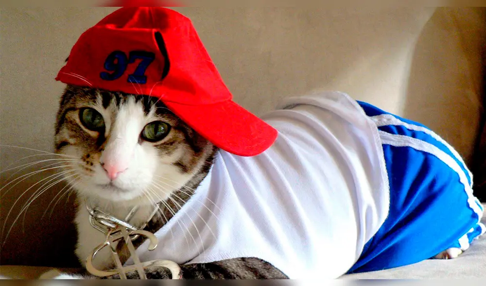 Facebook: gatito vestido de rapero enamora a las redes por esta peculiar razón [VIDEO]