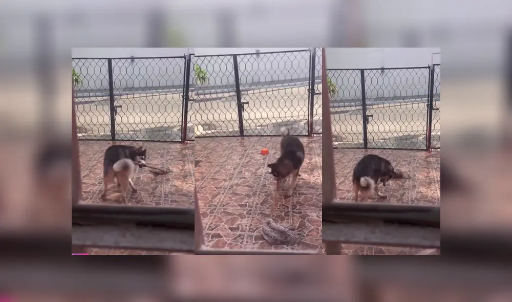 Video es viral en Facebook. La mujer se llevó una tremenda sorpresa, luego de que encontrara a su perro ‘trapeando’ su entrada, luego de haber botado su plato de agua. Foto: Captura. Video es viral en Facebook. La mujer se llevó una tremenda sorpresa, luego de que encontrara a su perro ‘trapeando’ su entrada, luego de haber botado su plato de agua. Foto: Captura.