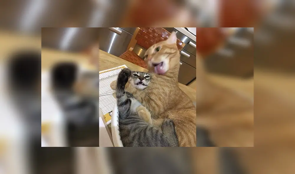 En Facebook, un joven quiso capturar tiernos momentos de sus mascotas sin imaginar el resultado. En Facebook, un joven quiso capturar tiernos momentos de sus mascotas sin imaginar el resultado.