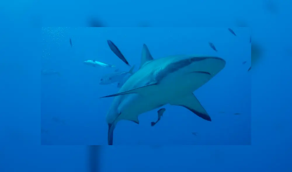 Imágenes desde un drone capta 'misteriosa criatura' nadando a lado de bañistas. Foto: Referencial.
