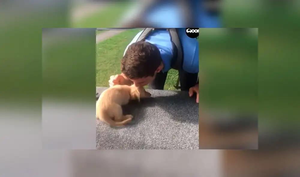 Desliza las imágenes para ver la emotiva escena que protagonizó un cachorro al reencontrarse con su dueño tras la cuarentena. Foto: Woof Woof Desliza las imágenes para ver la emotiva escena que protagonizó un cachorro al reencontrarse con su dueño tras la cuarentena. Foto: Woof Woof