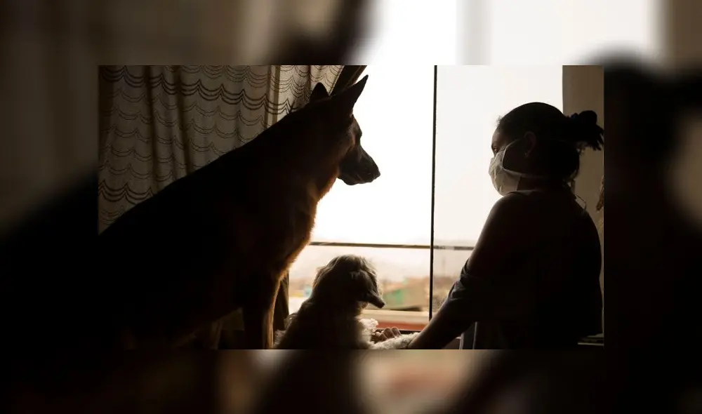 JUNTOS. Seres humanos y animales enfrentan el mismo desafío, el de una pandemia que altera todas las normas de convivencia. Es la oportunidad también de mejorar el cuidado de la salud del hogar. Foto: Andina. JUNTOS. Seres humanos y animales enfrentan el mismo desafío, el de una pandemia que altera todas las normas de convivencia. Es la oportunidad también de mejorar el cuidado de la salud del hogar. Foto: Andina.