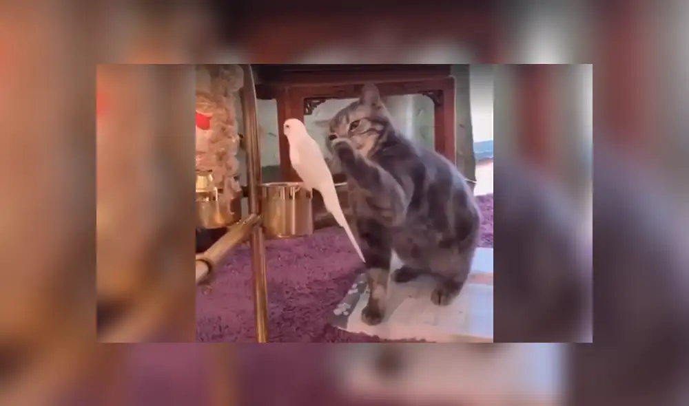 Desliza a la izquierda para conocer el nuevo viral de YouTube. Foto: Captura. Desliza a la izquierda para conocer el nuevo viral de YouTube. Foto: Captura.