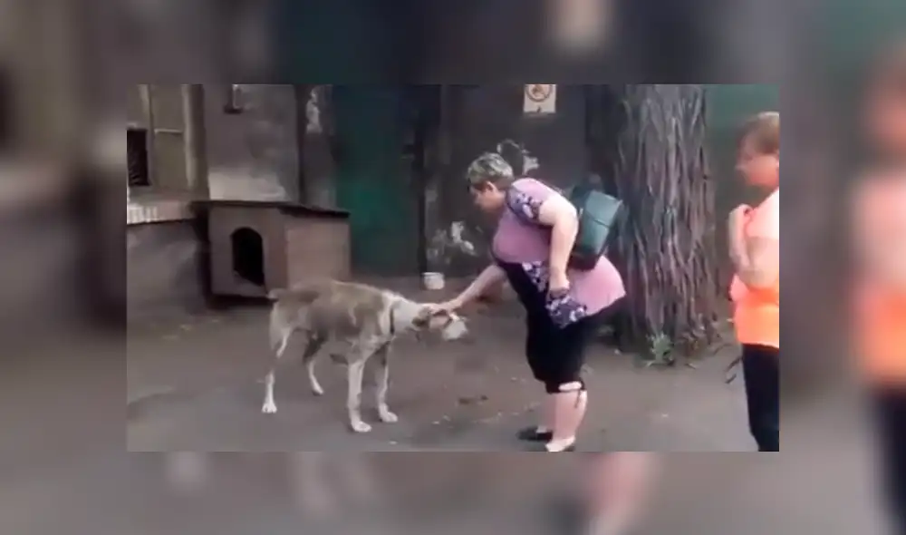 YouTube viral: perro se reencuentra con su dueña tras varios años y su reacción emociona a miles [VIDEO]