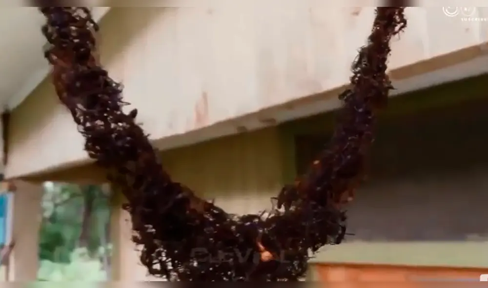 YouTube: hormigas son captadas formando un 'puente' para saquear un panal de abejas [VIDEO]