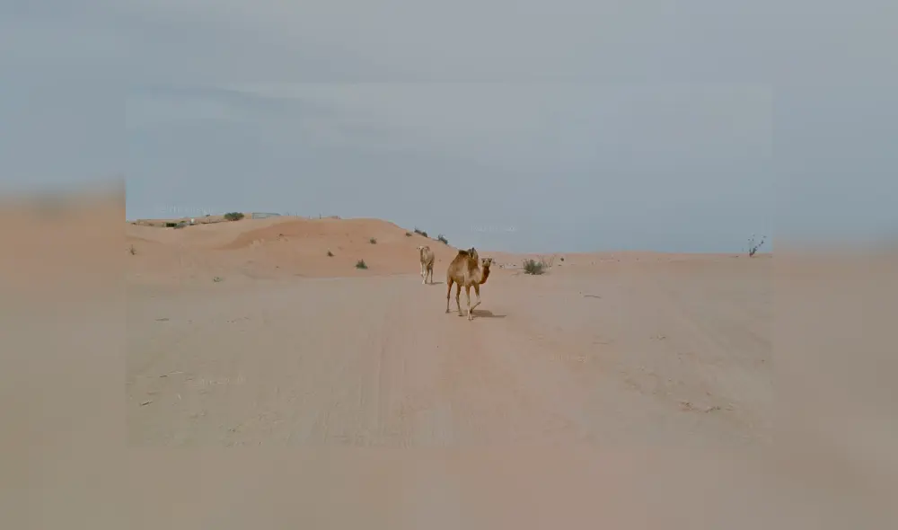 Desliza para ver las imágenes captadas por Google Maps cuando un joven realizaba un recorrido por el desierto.