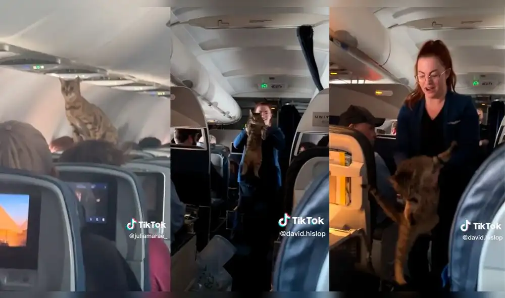 Gato se escapa en pleno vuelo y causa alboroto. Foto: composición LR/captura de TikTok Gato se escapa en pleno vuelo y causa alboroto. Foto: composición LR/captura de TikTok