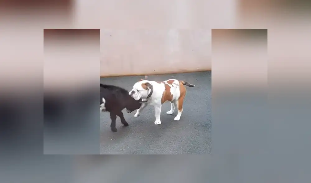 Facebook viral: Cabra bebé se arma de valor y se enfrenta a perro furioso, desenlace sorprende [VIDEO] 