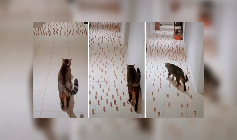 Desliza las imágenes hacia la izquierda para saber la ingeniosa idea que tuvo un joven para entretener a su gato. Desliza las imágenes hacia la izquierda para saber la ingeniosa idea que tuvo un joven para entretener a su gato.