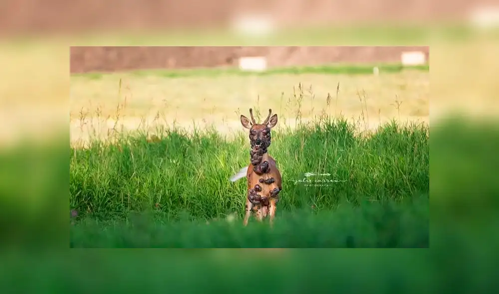 La enfermedad puede afectar la vista, la respiración, la movilidad y la alimentación de los ciervos. Foto: Julie Crow. La enfermedad puede afectar la vista, la respiración, la movilidad y la alimentación de los ciervos. Foto: Julie Crow.