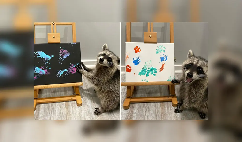 Los mapaches se encargan de hacer pinturas con su patas y venderlas en las redes. Foto: Instagram Los mapaches se encargan de hacer pinturas con su patas y venderlas en las redes. Foto: Instagram