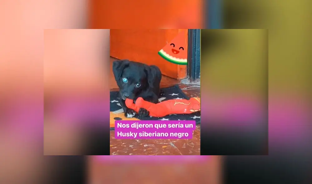 Desliza las imágenes para ver la verdadera raza que tuvo este presunto perro husky siberiano: Genesis Cris/TikTok