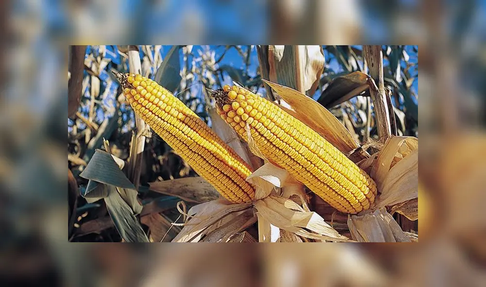 Usarán nuevas tecnologías en el cultivo del maíz amarillo Usarán nuevas tecnologías en el cultivo del maíz amarillo