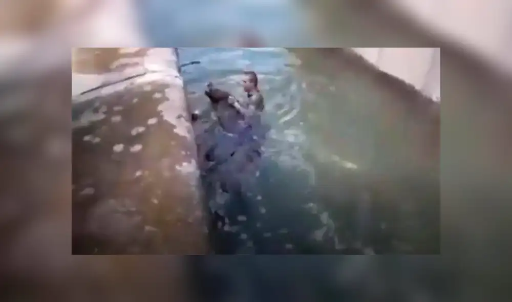 El hombre intenta ahorcar a la osa Sabina y luego huye del lugar. El hombre intenta ahorcar a la osa Sabina y luego huye del lugar.