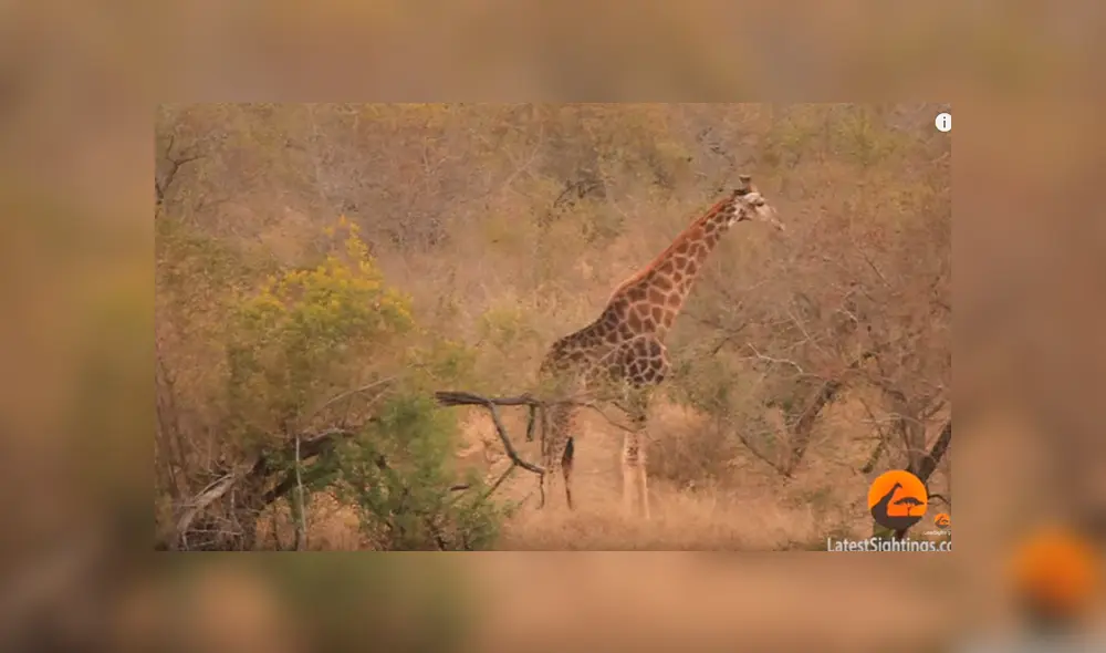 Desliza para ver los detalles de este video viral de YouTube. Foto: Captura.