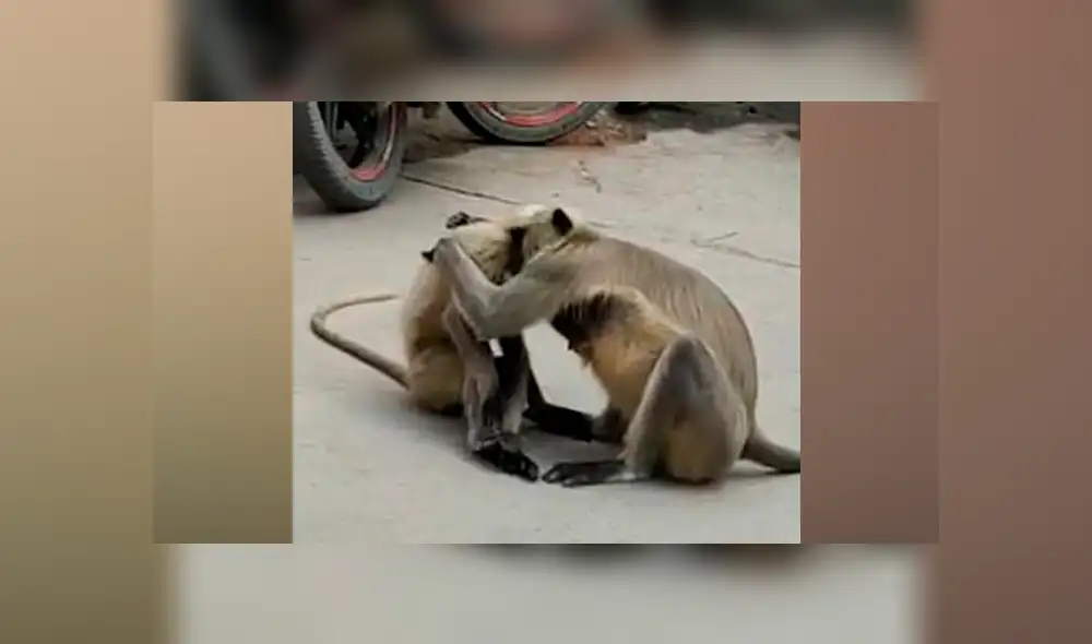 Desliza a la izquierda para ver más fotos de estos tiernos monos. (Foto: Facebook) Desliza a la izquierda para ver más fotos de estos tiernos monos. (Foto: Facebook)