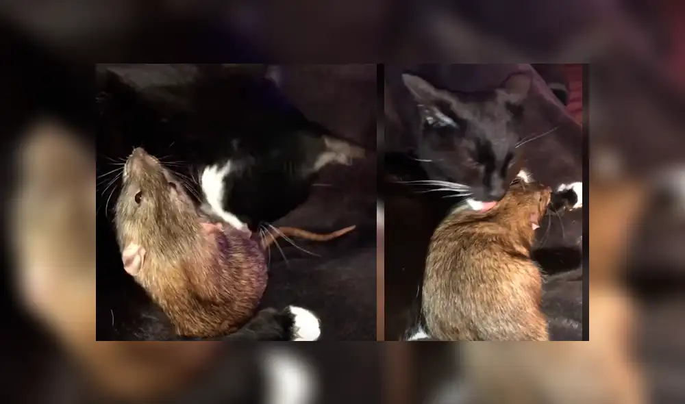 La insólita relación entre el felino y el roedor ha dejado a más de uno con la boca abierta La insólita relación entre el felino y el roedor ha dejado a más de uno con la boca abierta