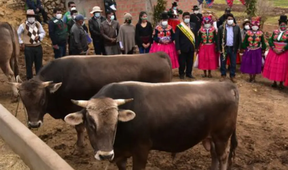 Municipalidad instaló balanza electrónica para verificar aumento de peso de animales. Foto: Andina Municipalidad instaló balanza electrónica para verificar aumento de peso de animales. Foto: Andina