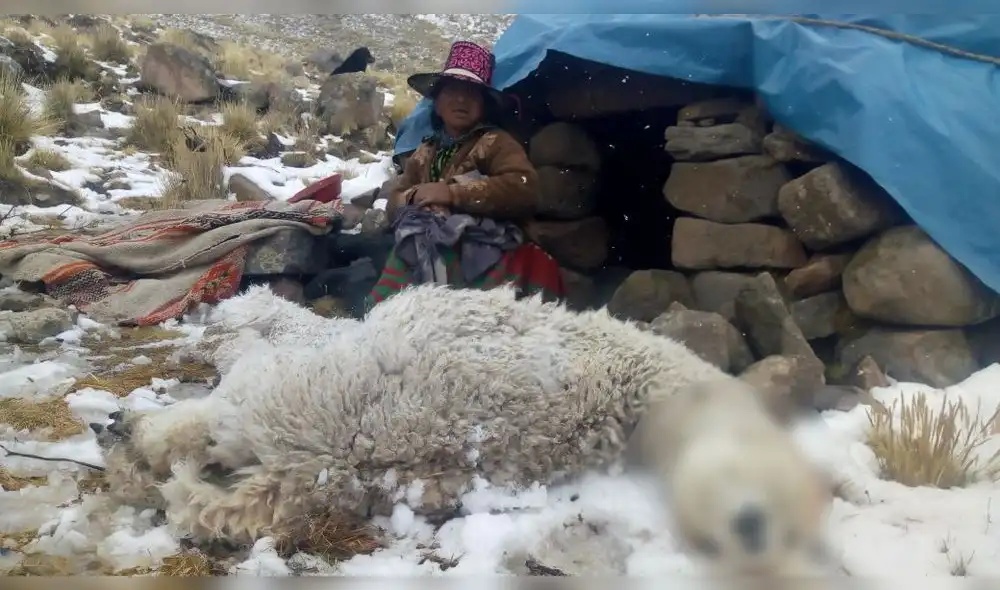 Cusco: Frío en Chumbivilcas provoca la muerte de más de mil alpacas Cusco: Frío en Chumbivilcas provoca la muerte de más de mil alpacas