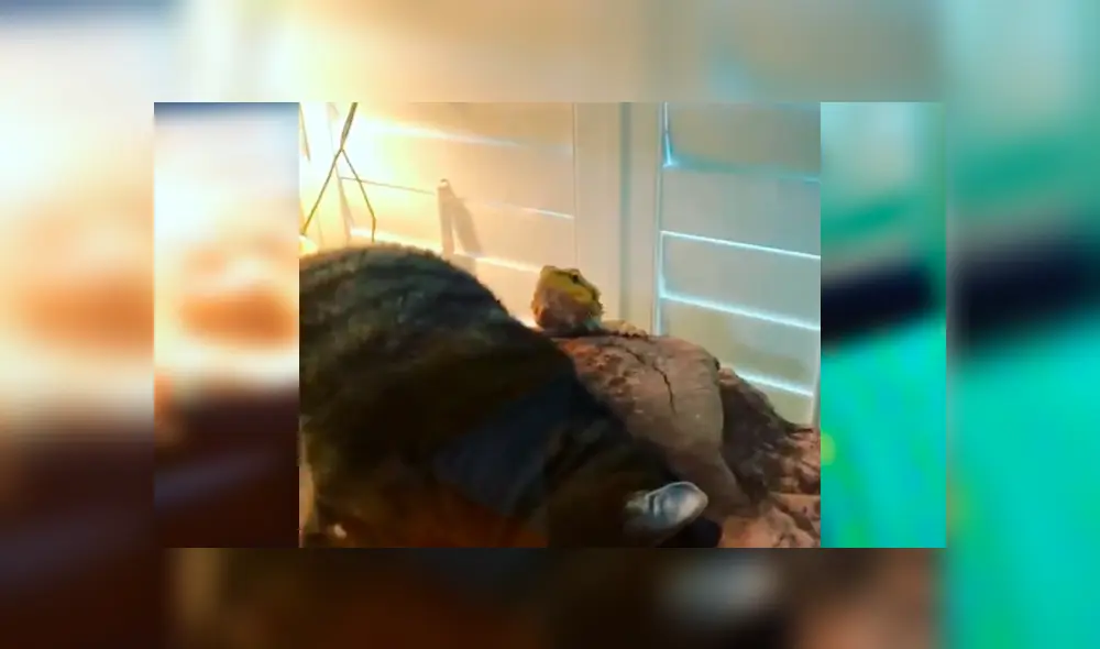 Desliza las imágenes para observar la terrible acción que realizó un gato cuando su dueña lo dejó solo en casa.